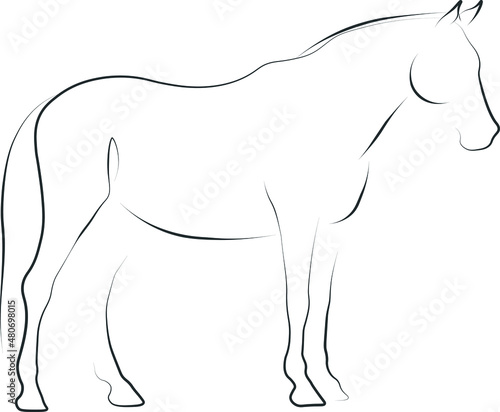 dressage horse illustration vector art