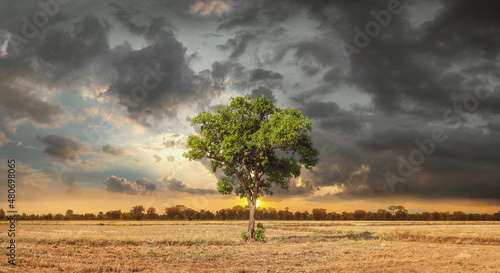 Lonely big green tree in dry wasteland with dramatic sky a concept for global warming
