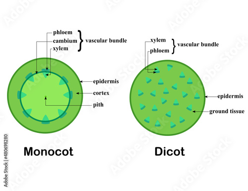 Cross section of a stem.Structure of dicot and monocot plants.Diagram and infographic.Biology and science.Botany and tree concept.Cartoon vector illustration.Flat design. photo