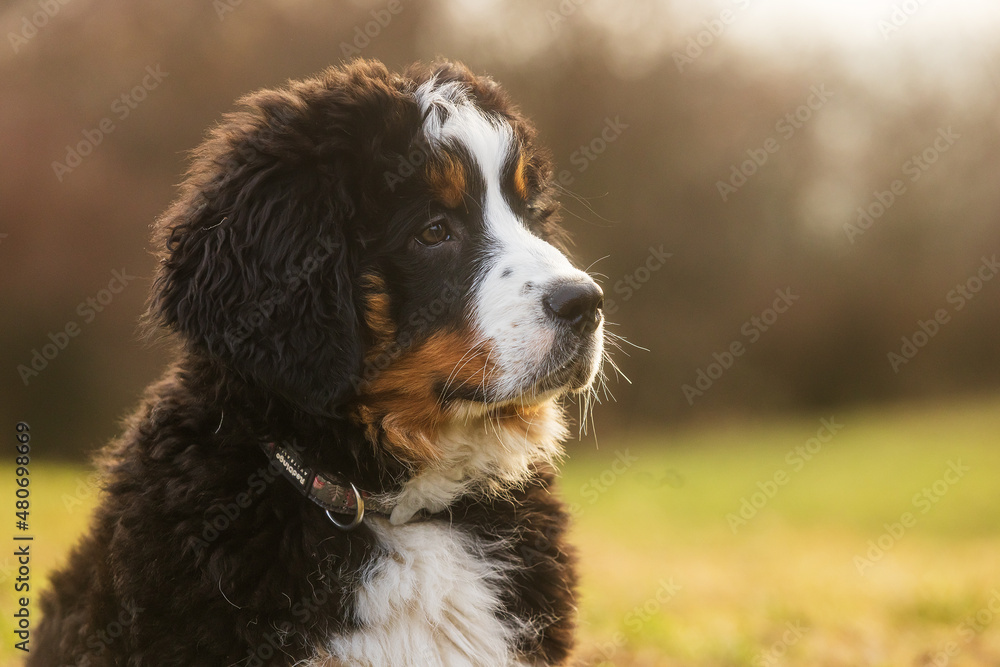 female Bernese Mountain Dog puppy looking sad