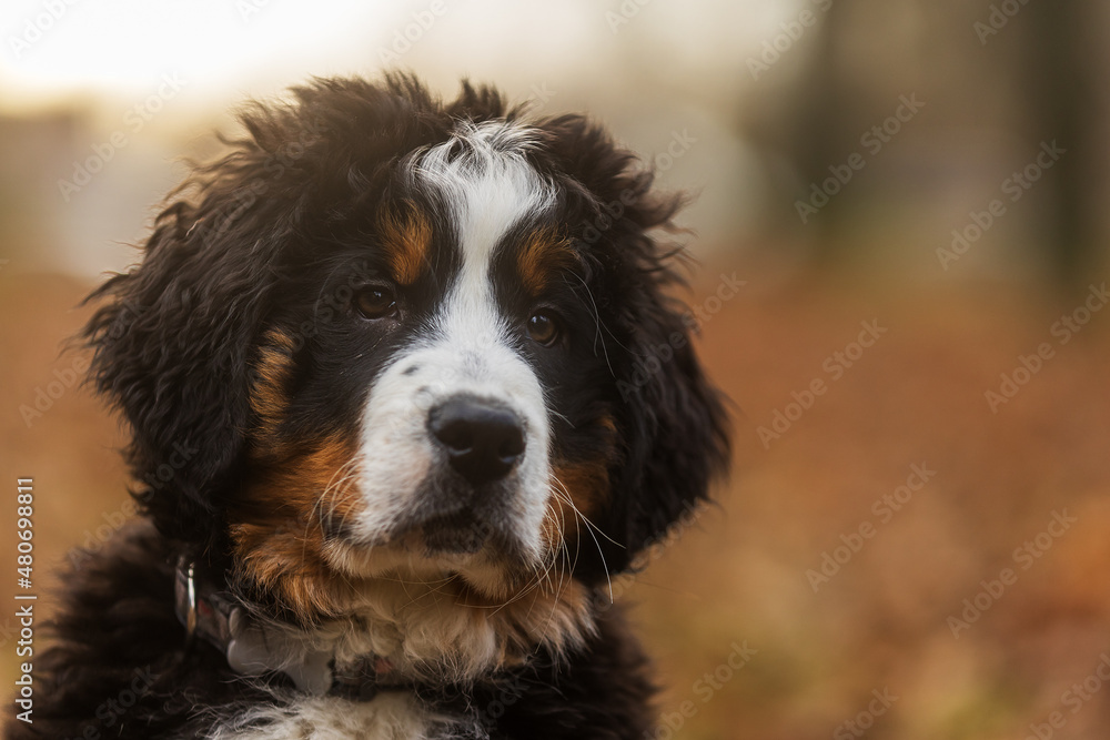 female Bernese Mountain Dog close portrait from the front of the puppy