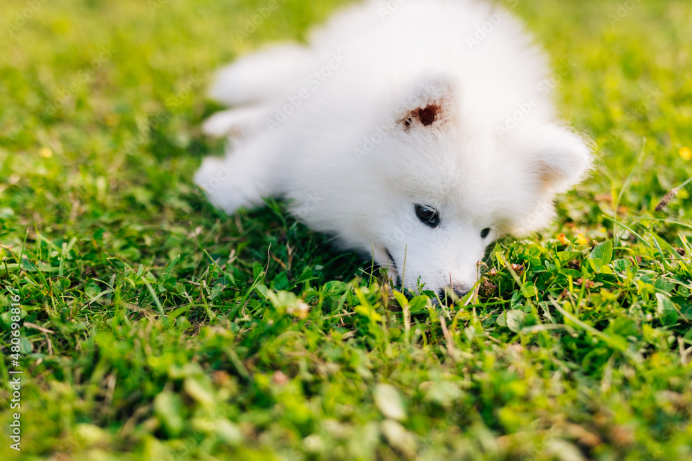 White puppy Samoyed husky playing in the yard on a green lawn