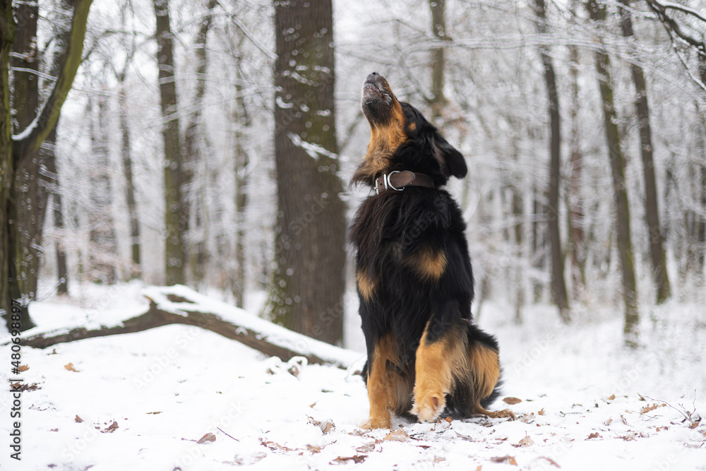 male dog hovawart gold and black his tail up and he's barking and howling male dog hovawart gold and black his tail up and he's barking and howling