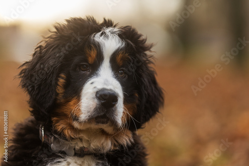 female Bernese Mountain Dog close portrait from the front of the puppy