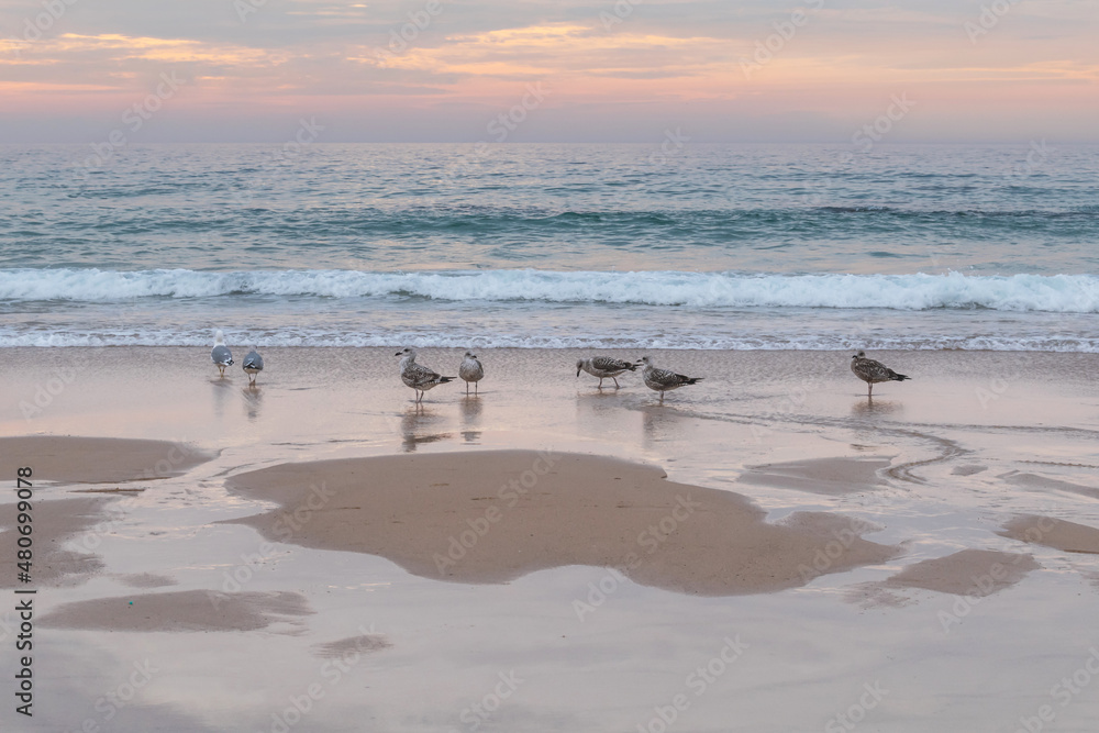 Seagulls on the beach of Samoqueira at sunset Seagulls on the beach of Samoqueira at sunset