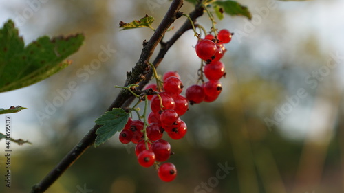 Red currant berries on the branch