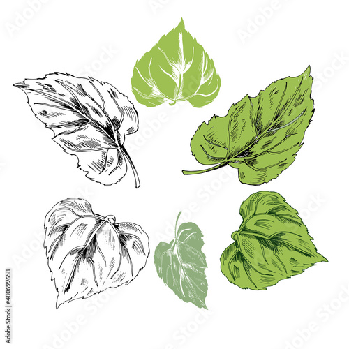  Plant set,vector illustration of green sunflower leaves, juicy summer thickets in different versions - freehand outline drawing, colored leaf. Botanical drawing, floristic collection, plant set