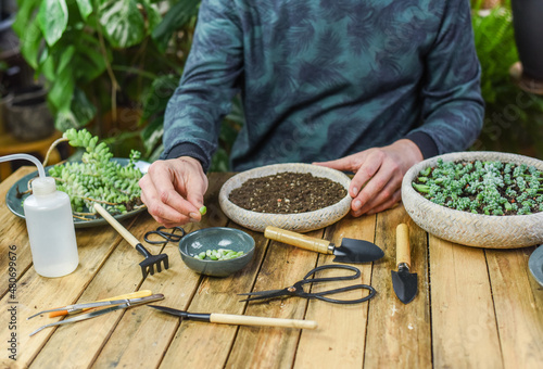 Sukkulenten einpflanzen, Zimmerpflanzen, pflege, Mann pflanzt Sedum Burrito in Blumentopf photo