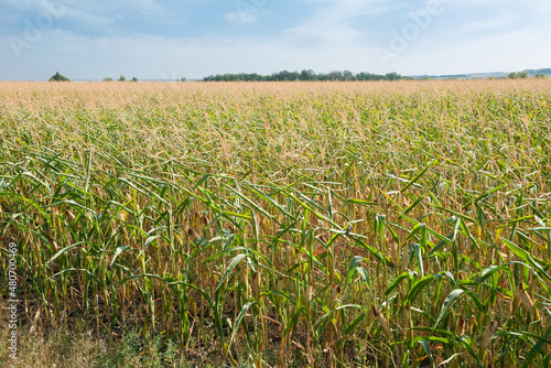 Overgrown corn on a farm field on a summer day