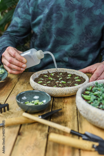 Schale mit Sedum Burrito gießen, Mann pflegt Zimmerpflanzen, Sukkulenten photo