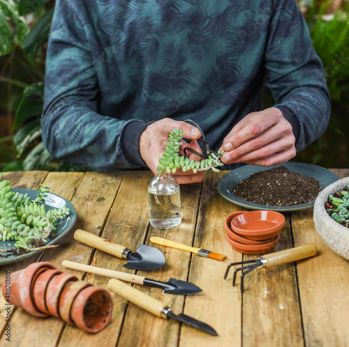 Sedum Burrito Ableger in Wasserglas, Mann vermehrt Zimmerpflanze