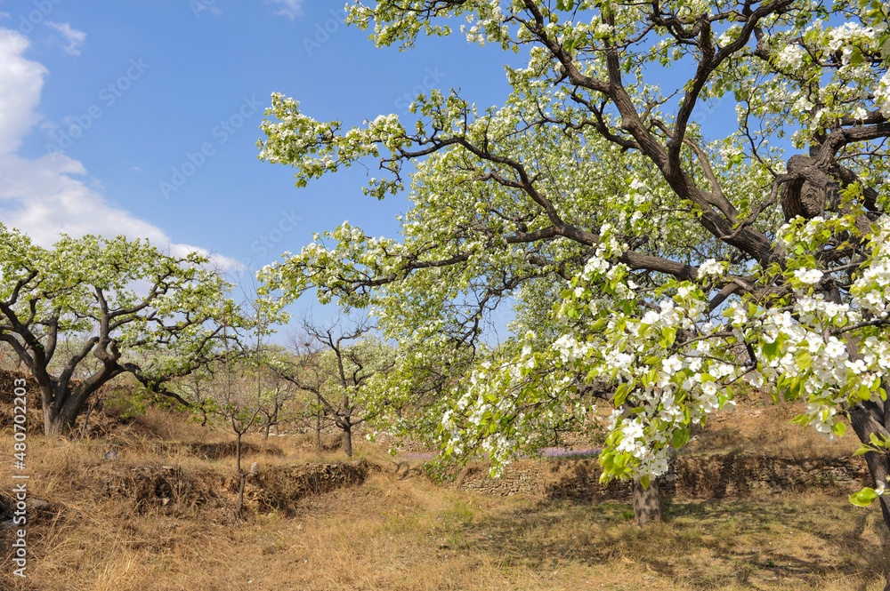 The pear trees on the hillside are full of white pear flowers The pear trees on the hillside are full of white pear flowers