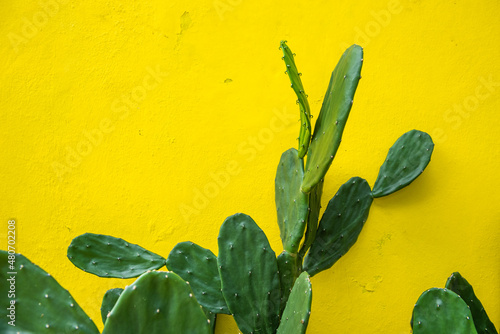 Opuntia Microdasys, cactus in front of a yellow cement wall of a house in Mexico. photo