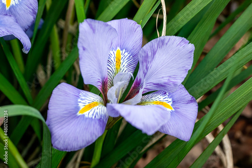 Iris unguicularis whose blue purple flowers appear in winter or early spring and is commonly known as Algerian iris, stock photo image, photo