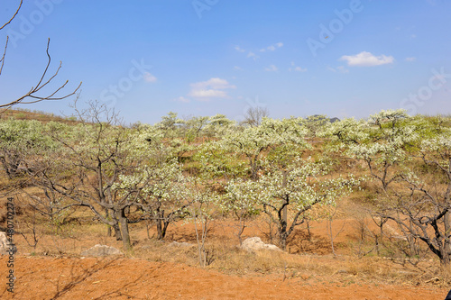 The pear trees on the hillside are full of white pear flowers