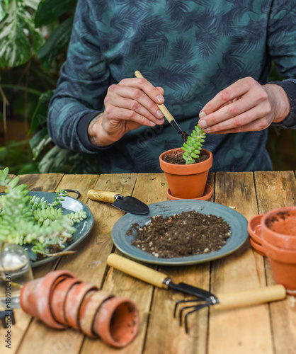 Zimmerpflanzen einpflanzen, Mann pflanzt Sedum Burrito in einen Tontopf, auf einem Arbeitstisch gärtnern, Fetthenne vermehren, Urban Jungle