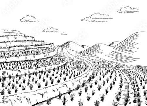 Rice field graphic black white landscape sketch illustration vector 