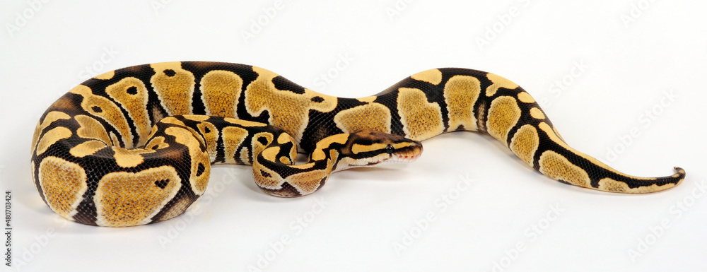 Naklejka premium Königspython // Ball python (Python regius) - Desert Ghost colour morph