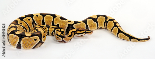 Königspython // Ball python (Python regius) - Desert Ghost colour morph © bennytrapp