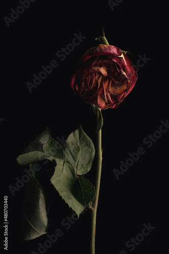 Rose verblüht