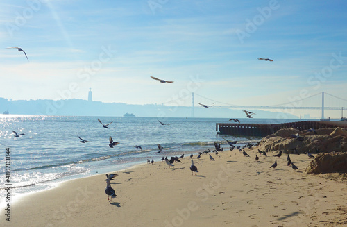 Many birds on the beach in Lisbon, Portugal on a sunny day against the background of the Vasco da Gama Bridge and the bright blue sky