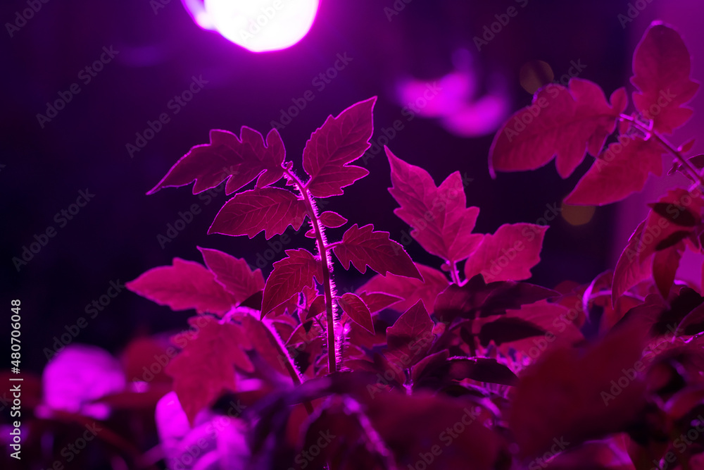 Tomato leaves under LED growing pink lights. Full spectrum grow lamp with ultraviolet UV LED