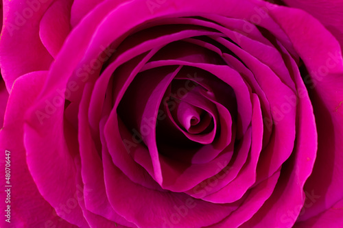 Fragile magenta colored macro rose flower.Spiraled petals with core, fragrant aromatic fresh flowers. Copy space and design element