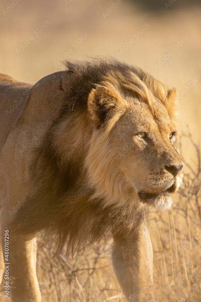 Fototapeta premium Black-maned Lion in the Kgalagadi
