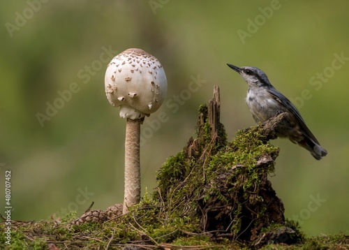 bird and mushroom in the forest