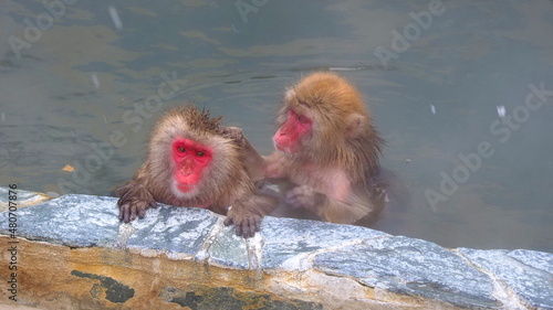 Wallpaper Mural 函館市熱帯植物園　サル温泉3 Torontodigital.ca