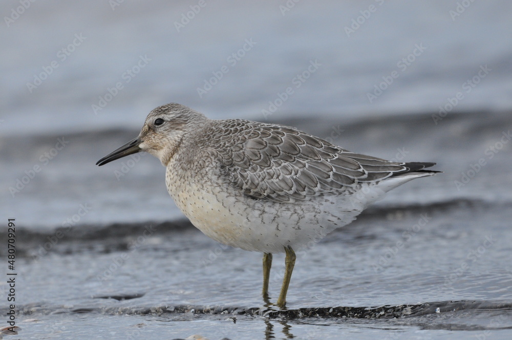 Knot feeding on the sea coast. A young, gray bird gains food during its autumn migration to wintering grounds by the Atlantic Ocean. Knot feeding on the sea coast. A young, gray bird gains food during its autumn migration to wintering grounds by the Atlantic Ocean.