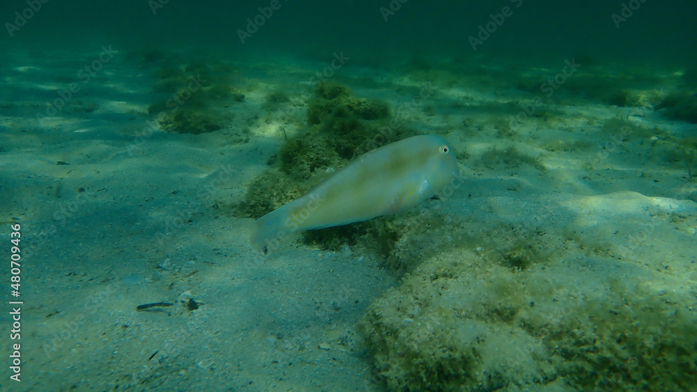 Cleaver wrasse or pearly razorfish (Xyrichtys novacula) undersea, Aegean Sea, Greece, Halkidiki