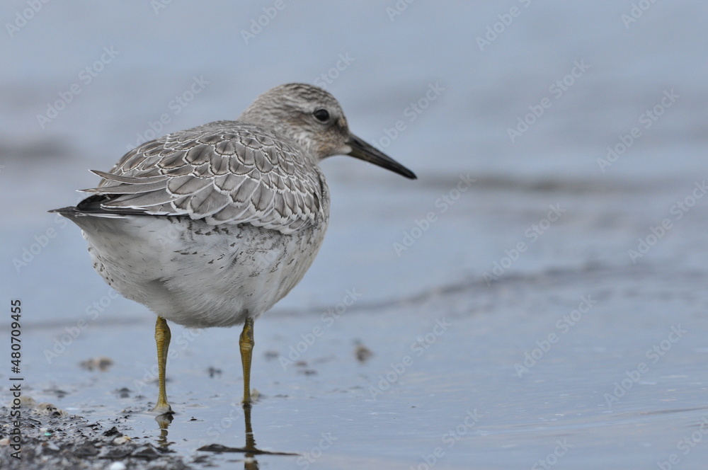 Knot feeding on the sea coast. A young, gray bird gains food during its autumn migration to wintering grounds by the Atlantic Ocean. Knot feeding on the sea coast. A young, gray bird gains food during its autumn migration to wintering grounds by the Atlantic Ocean.