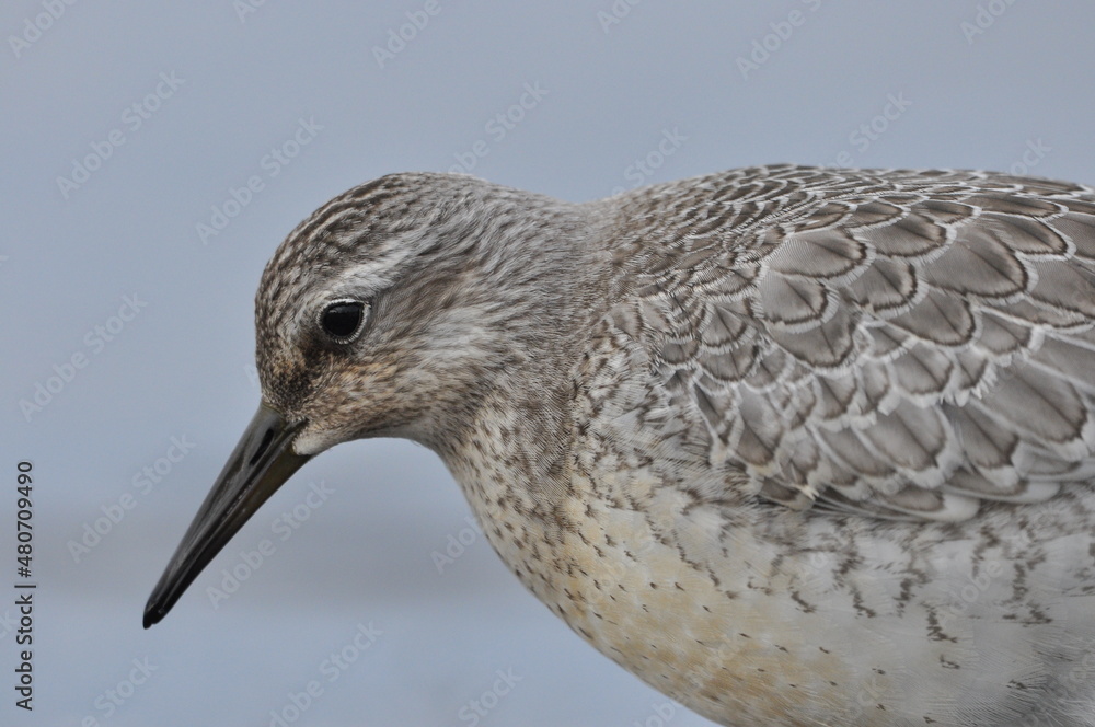 Obraz premium Knot feeding on the sea coast. A young, gray bird gains food during its autumn migration to wintering grounds by the Atlantic Ocean.