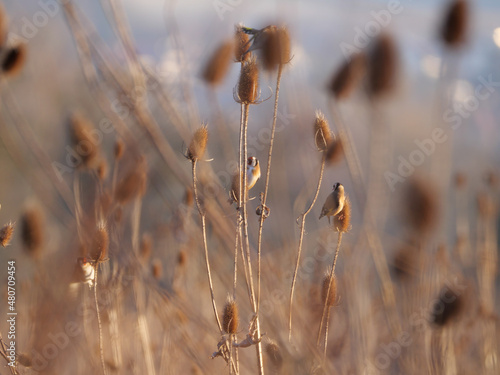 Distelfinken auf Weber-Karden bei tiefem Sonnenstand im Winter