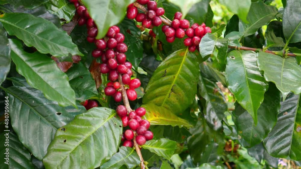 Wind blow ripe coffee bean tree in Doi Ang Khang, Chiangmai Thailand Wind blow ripe coffee bean tree in Doi Ang Khang, Chiangmai Thailand
