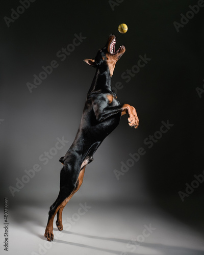 Leinwand Poster doberman jumping for a ball, dog portrait