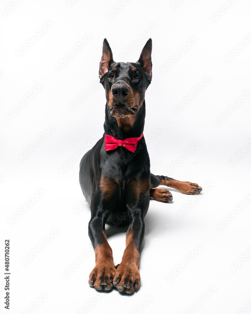portrait of a dog, portrait of a doberman