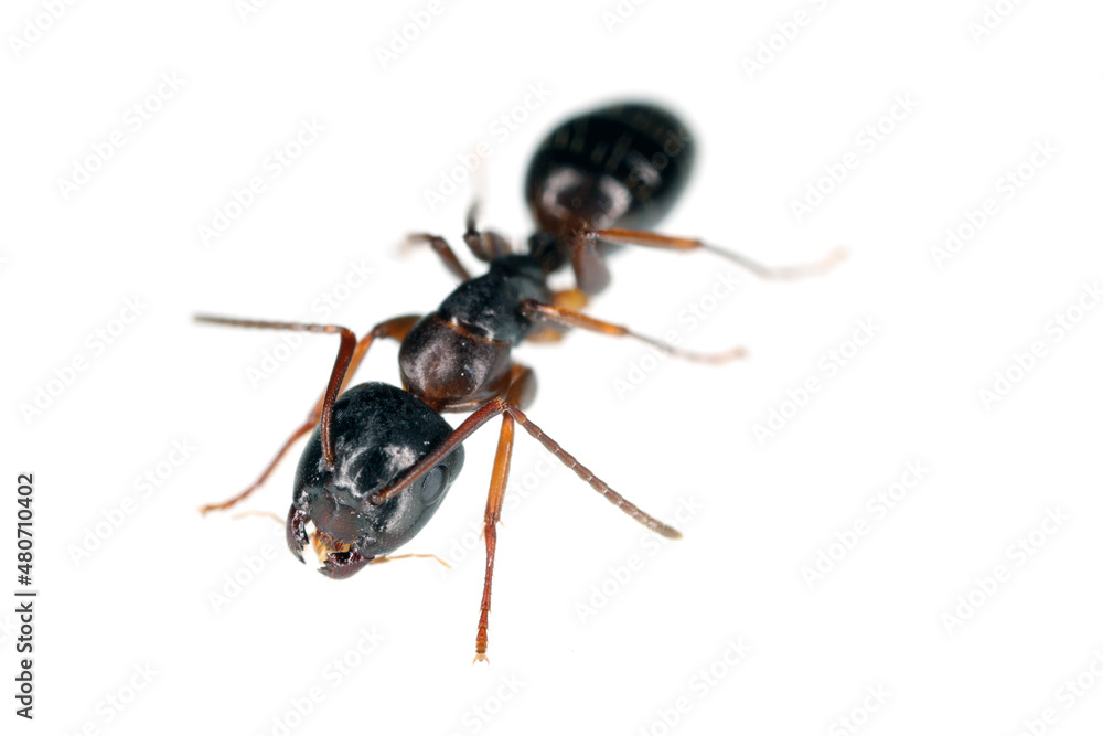 Ants of the genus Camponotus. Isolated on white background. Ants of the genus Camponotus. Isolated on white background.