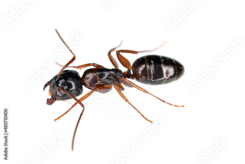 Ants of the genus Camponotus. Isolated on white background. 