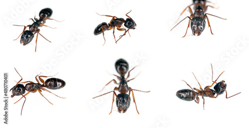3d, animal, animalia, ant, antenna, arthropod, arthropoda, background, big, black, brown, bug, carpenter, digitally, environment, european, fauna, follow, formicidae, generated, group, insect, inverte