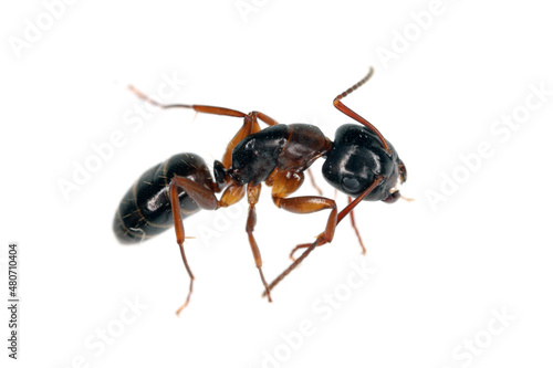 Ants of the genus Camponotus. Isolated on white background. 