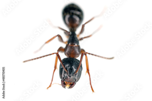 Ants of the genus Camponotus. Isolated on white background.  © Tomasz