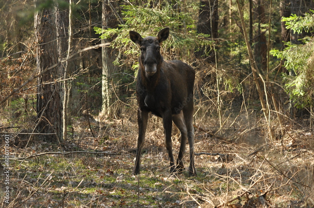 Moose, a large mammal with long legs foraging in the forest Moose, a large mammal with long legs foraging in the forest