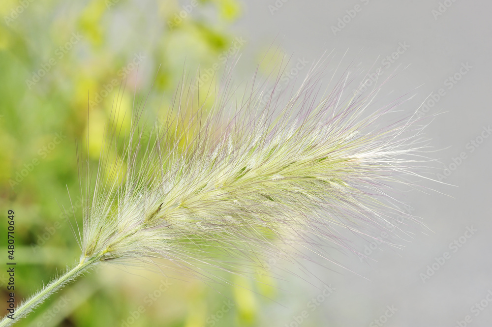 Obraz premium Soft fluffy decorative spike