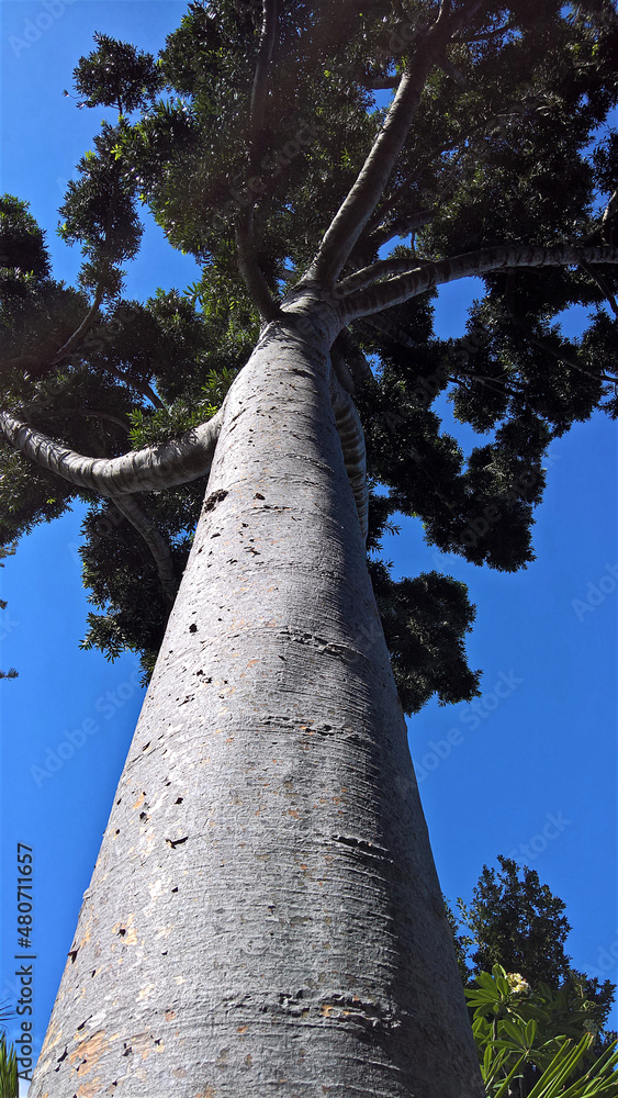Fototapeta premium Baobab, Baum, Baumkrone, Baumstamm, Tropen, Urwald 