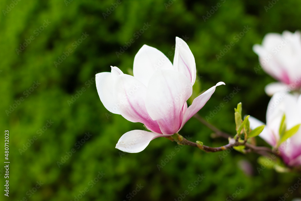 Pink blooming magnolia flowers on a bright sunny day. Close-up. Pink blooming magnolia flowers on a bright sunny day. Close-up.