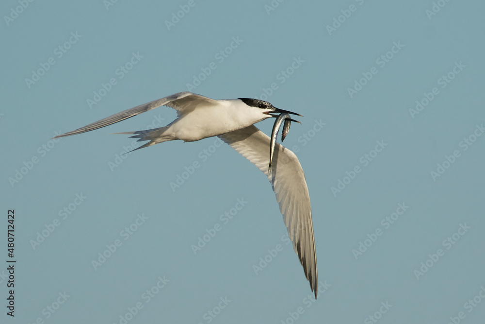 Obraz premium Sandwich tern (Thalasseus sandvicensis)