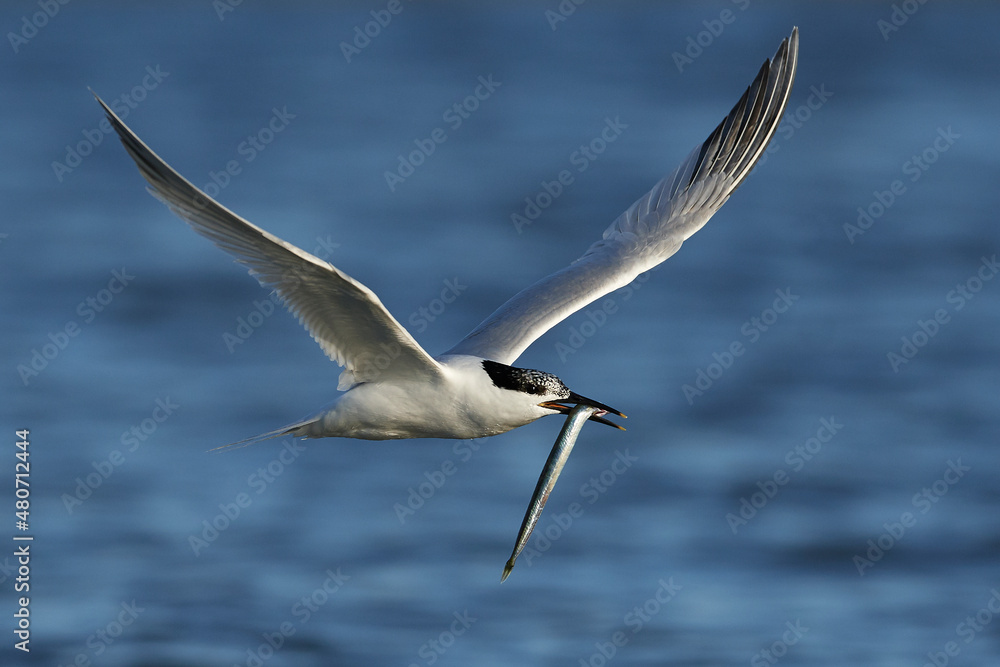 Fototapeta premium Sandwich tern (Thalasseus sandvicensis)