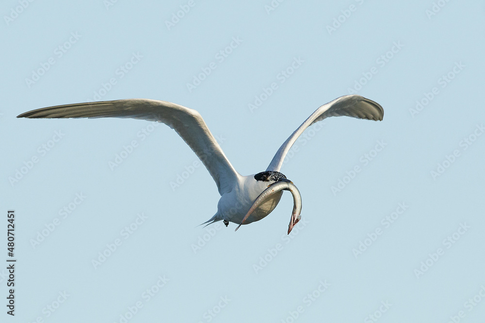 Fototapeta premium Sandwich tern (Thalasseus sandvicensis)